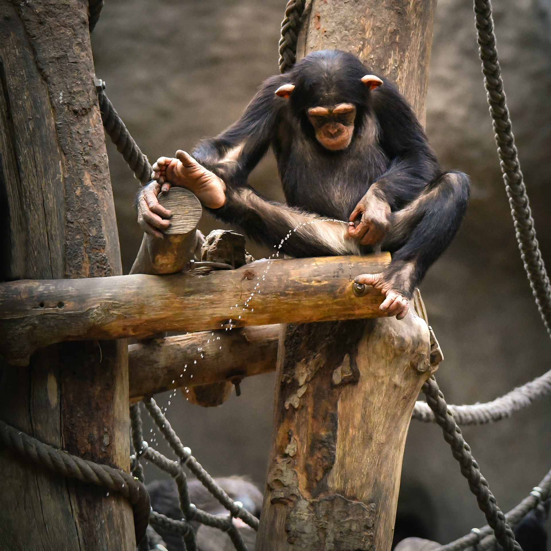 Os chimpanzés (também) urinam juntos para fazer amigos