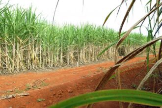 Super enzima de bactéria pode transformar resíduos em biocombustível