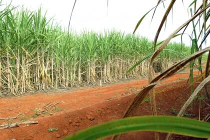 Super enzima de bactéria pode transformar resíduos em biocombustível