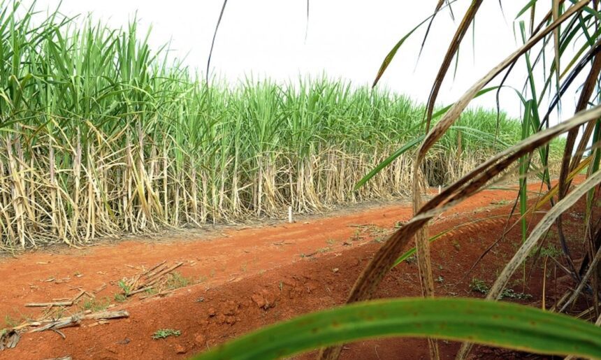 Super enzima de bactéria pode transformar resíduos em biocombustível