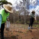 a-“materia-escura”-da-biodiversidade:-por-que-certas-especies-vegetais-nao-retornam-ao-ambiente-mesmo-apos-o-reflorestamento