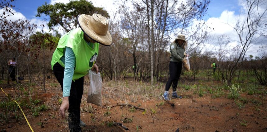 a-“materia-escura”-da-biodiversidade:-por-que-certas-especies-vegetais-nao-retornam-ao-ambiente-mesmo-apos-o-reflorestamento