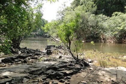 Governo lança edital para concessão da Flona do Jatuarana, no Amazonas