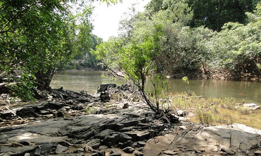 Governo lança edital para concessão da Flona do Jatuarana, no Amazonas