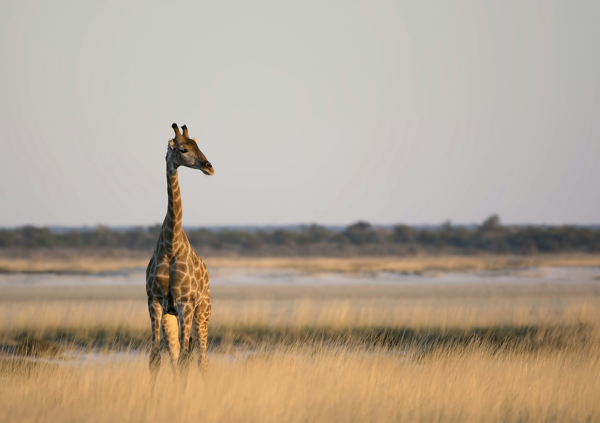 Estudo com mais de 500 crânios confirma que há quatro espécies distintas de girafas na África