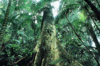 justica-prolonga-uso-da-forca-nacional-em-acoes-de-protecao-ambiental