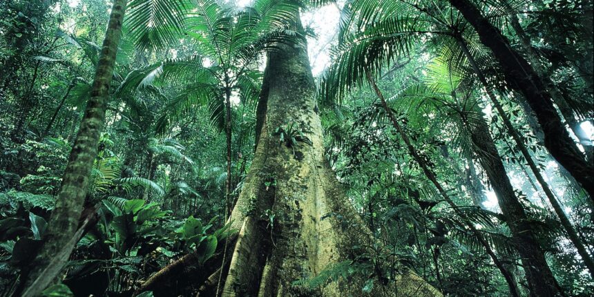 justica-prolonga-uso-da-forca-nacional-em-acoes-de-protecao-ambiental