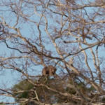 madagascar:-mudancas-climaticas-impactam-ecossistemas-e-comunidades