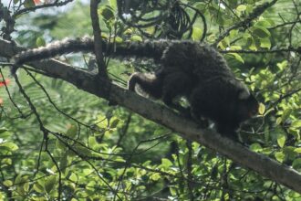 terapia-adaptada-diminui-mortes-por-febre-amarela-em-84%