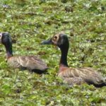 estudo-lista-aves-em-parque-de-guarapiranga-e-pede-mais-preservacao