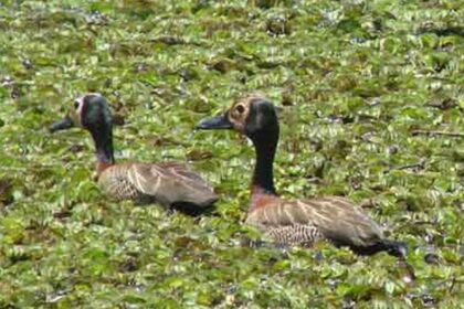 estudo-lista-aves-em-parque-de-guarapiranga-e-pede-mais-preservacao