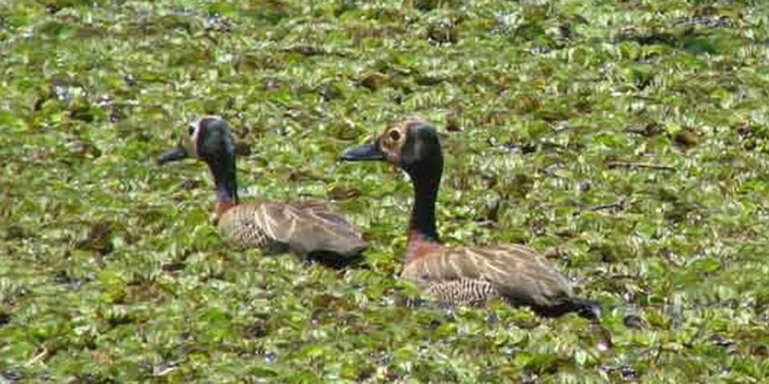 estudo-lista-aves-em-parque-de-guarapiranga-e-pede-mais-preservacao