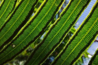 plantas-lutaram-pela-sobrevivencia-por-milhoes-de-anos-apos-a-pior-catastrofe-climatica-da-historia-da-terra