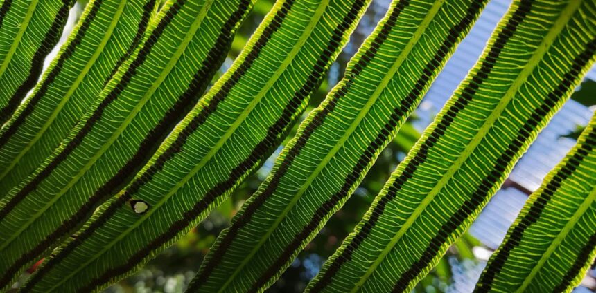 plantas-lutaram-pela-sobrevivencia-por-milhoes-de-anos-apos-a-pior-catastrofe-climatica-da-historia-da-terra