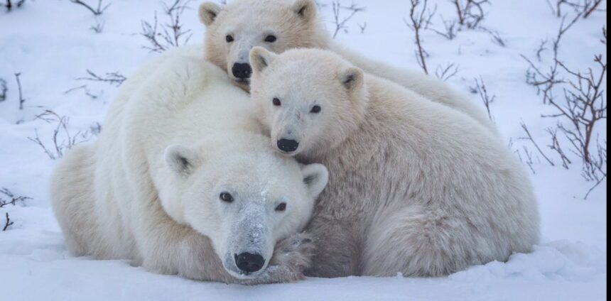 ciencia-animal:-a-vida-secreta-das-familias-de-ursos-polares