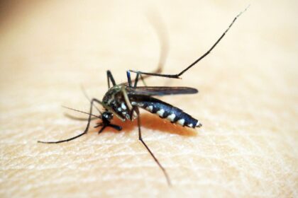 brasil-soma-mais-de-500-mil-casos-de-dengue;-queda-de-quase-70%