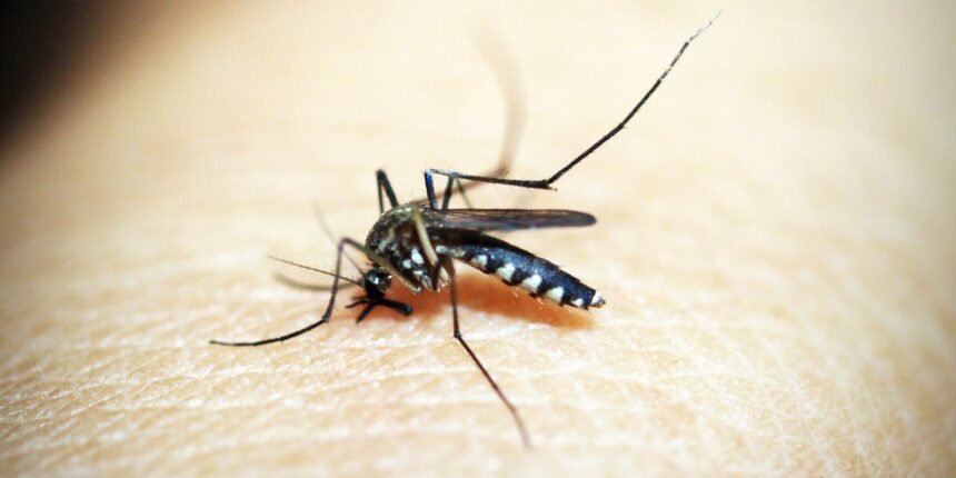 brasil-soma-mais-de-500-mil-casos-de-dengue;-queda-de-quase-70%