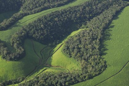 fragmentacao-de-florestas-reduz-biodiversidade-em-todas-as-escalas,-mostra-estudo-global