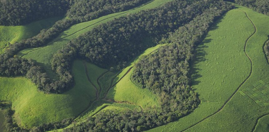 fragmentacao-de-florestas-reduz-biodiversidade-em-todas-as-escalas,-mostra-estudo-global