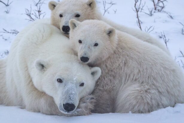 ciencia-animal:-a-vida-secreta-das-familias-de-ursos-polares