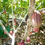 fundo-vai-financiar-pequenos-agricultores-de-cacau-na-bahia-e-no-para