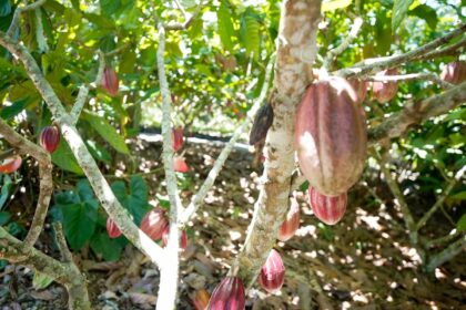 fundo-vai-financiar-pequenos-agricultores-de-cacau-na-bahia-e-no-para