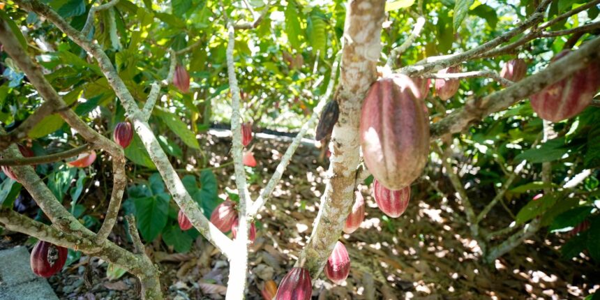 fundo-vai-financiar-pequenos-agricultores-de-cacau-na-bahia-e-no-para