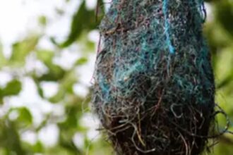 poluicao:-no-brasil,-aves-estao-fazendo-ninhos-com-residuos-plasticos