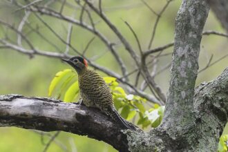 cop15-de-especies-migratorias-silvestres-sera-no-brasil-em-2026