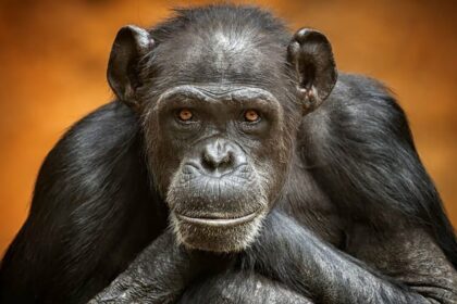 comparacao-com-outros-animais-mostra-o-que-faz-o-cerebro-humano-tao-unico