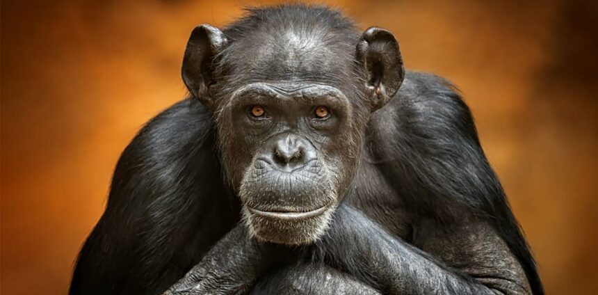 comparacao-com-outros-animais-mostra-o-que-faz-o-cerebro-humano-tao-unico
