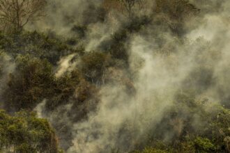 crise-climatica-pode-provocar-nova-extincao-em-massa,-diz-pesquisador
