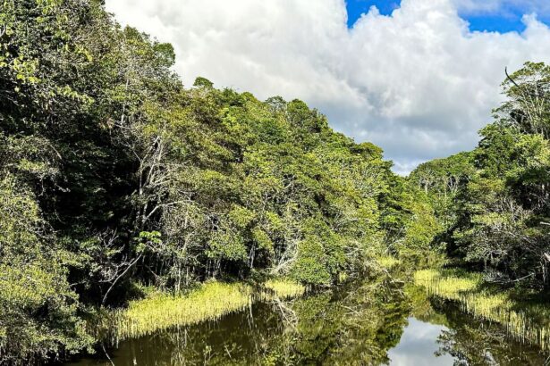 plataforma-identifica-areas-prioritarias-para-restauracao-florestal
