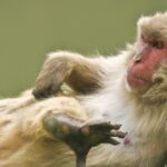 como-os-macacos-que-se-cocam-muito-podem-nos-ajudar-a-entender-as-emocoes-e-a-consciencia