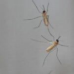 las-nubes-de-mosquitos-pueden-actuar-como-redes-de-neuronas-y-tomar-decisiones-colectivas