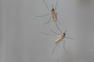 las-nubes-de-mosquitos-pueden-actuar-como-redes-de-neuronas-y-tomar-decisiones-colectivas