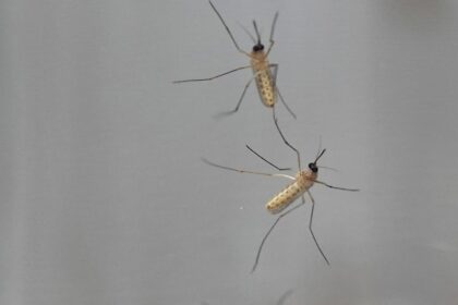 las-nubes-de-mosquitos-pueden-actuar-como-redes-de-neuronas-y-tomar-decisiones-colectivas