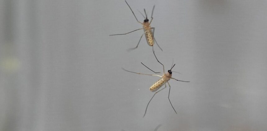 las-nubes-de-mosquitos-pueden-actuar-como-redes-de-neuronas-y-tomar-decisiones-colectivas