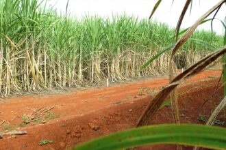 conab-estima-producao-de-663,4-milhoes-de-toneladas-de-cana
