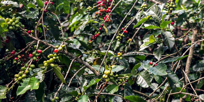 producao-de-cafe-devera-ser-de-55,7-milhoes-de-sacas-em-2025