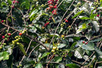 safra-de-cafe-deve-crescer-2,7%-e-chegar-a-56-milhoes-de-sacas-em-2025
