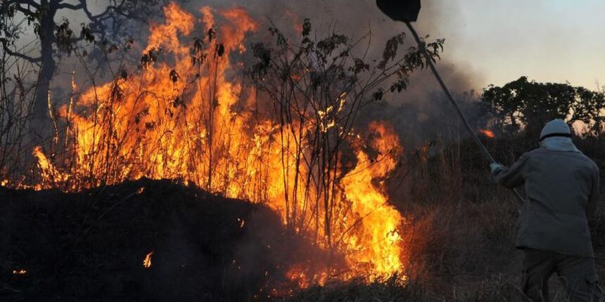 ibama-multa-242-pessoas-por-incendios-criminosos-em-2024