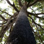 projeto-de-licenciamento-ambiental-e-grande-retrocesso,-diz-ministerio