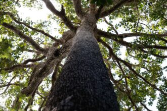 projeto-de-licenciamento-ambiental-e-grande-retrocesso,-diz-ministerio