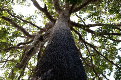 projeto-de-licenciamento-ambiental-e-grande-retrocesso,-diz-ministerio