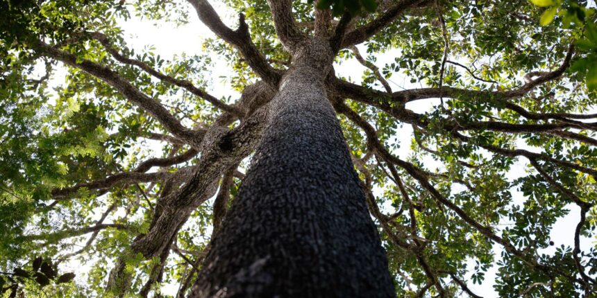 projeto-de-licenciamento-ambiental-e-grande-retrocesso,-diz-ministerio