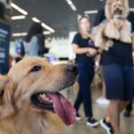 aereas-podem-se-negar-a-embarcar-animais-de-suporte-emocional,-diz-stj