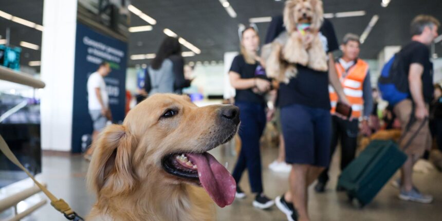 aereas-podem-se-negar-a-embarcar-animais-de-suporte-emocional,-diz-stj