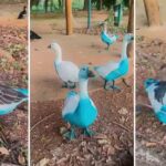 jundiai-apura-vazamento-de-corante-que-tingiu-aves-em-parque