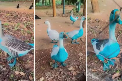 jundiai-apura-vazamento-de-corante-que-tingiu-aves-em-parque